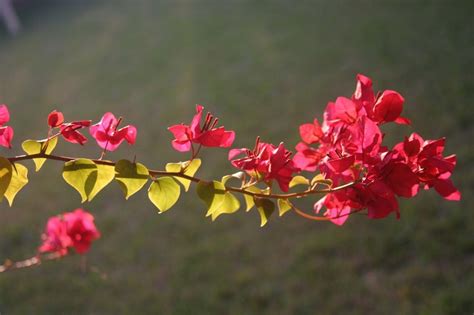 門前種九重葛風水|【門前種九重葛風水】門前九重葛風水大揭密：種對好運財運旺，。